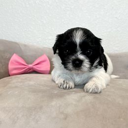 Girl 2 (Pink Bow) - Black and white female Mal-Shi puppy in National City, California from NCStellarPuppies