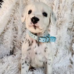 Light Blue - White and black male Dalmatian puppy in Gray, Georgia from Fuller Spots