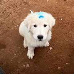 Blue Boy - White male Maremma Sheepdog puppy in Kings County, California from Prancing Pony Farm Maremma Sheepdogs