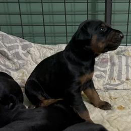 Doberman Pinscher Puppies from Bhon Mhuir Dobermanns