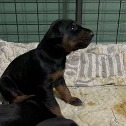 Doberman Pinscher Puppies from Bhon Mhuir Dobermanns