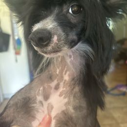 Run away girl - Black and white female Chinese Crested puppy in Agricola, Mississippi from Xiao Lin Chinese Cresteds