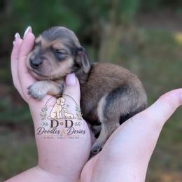 Chopsticks - Sable male Dachshund puppy in Bremen, Georgia from Doodles & Doxies