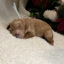 Girl 6 - female Goldendoodle puppy in New Iberia, Louisiana from Crystal's Goldendoodles