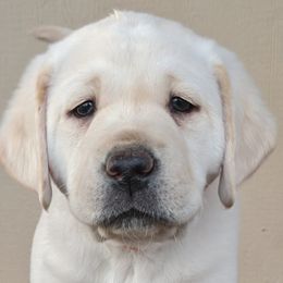Dilute Retrievers and Labrador Retrievers from Golder Ranch Labradors