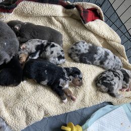 Australian Shepherd Puppies from BarberHof’s  Australian Shepherds