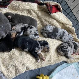 Australian Shepherd Puppies from BarberHof’s  Australian Shepherds