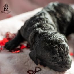 Poodle Puppies from Wilson Family Poodles