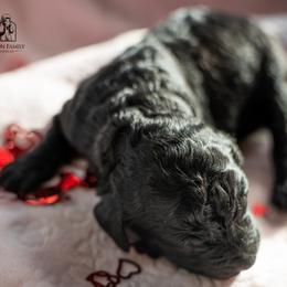 Poodle Puppies from Wilson Family Poodles