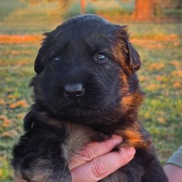 Yellow - Black and red female German Shepherd puppy in Orrick, Missouri from Schultz's Premium German Shepherds