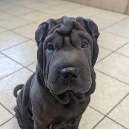 Kiwi - Chinese Shar-Pei