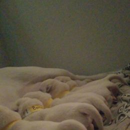 Labrador Retriever Puppies from A.L. English Labradors