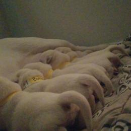 Labrador Retriever Puppies from A.L. English Labradors