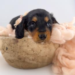 Briar AKC :: PRA Clear - Black and cream female Dachshund puppy in Erick, Oklahoma from 4-L Backyard Dach