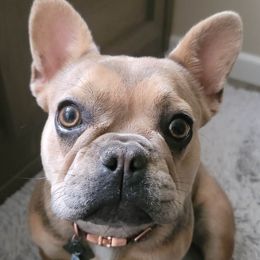 French Bulldogs from Southern Mom Frenchies