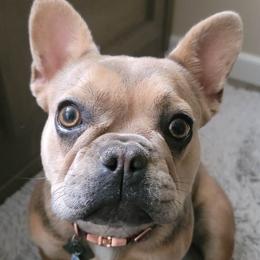 French Bulldogs from Southern Mom Frenchies