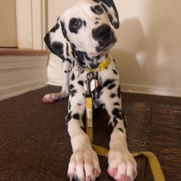 Basset Hound and Dalmatian Puppies from Lazy B Bassets and Dalmatians