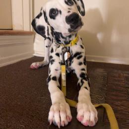 Basset Hound and Dalmatian Puppies from Lazy B Bassets and Dalmatians