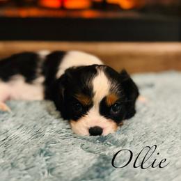 Ollie - Tri-color male Cavalier King Charles Spaniel puppy in Romney, West Virginia from Cavy Love