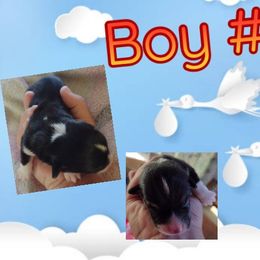 Pembroke Welsh Corgi Puppies from Country Rain Corgis