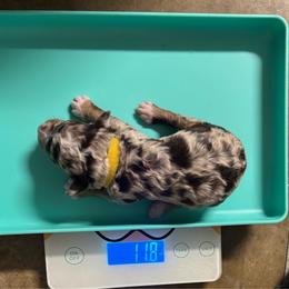 Snickers - Chocolate merle male Bernedoodle puppy in Richmond, Texas from Harper’s Heartbeats