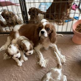 Matilda - Cavalier King Charles Spaniel
