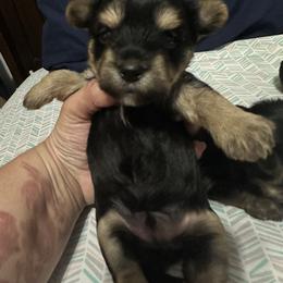 Stew - Blue and gold male Yorkshire Terrier puppy in Rochester, New York from Tnt Yorkies and Cosmic corgis