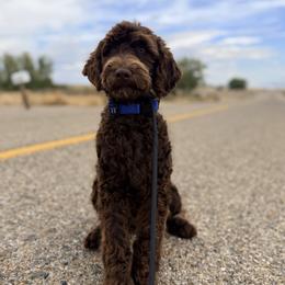 Gia - Poodle