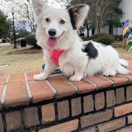 Khaleesi - American Corgi