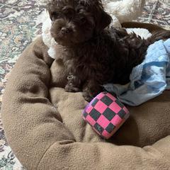 Russian Tsvetnaya Bolonka Puppies from Castlebar