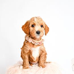 Pinky - Red  female Goldendoodle puppy in Platteville, Wisconsin from Beck Kennel