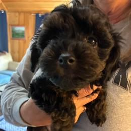 Axle - Black brindle male Havapoo puppy in Centerville, Idaho from HopplevalleyPTA...(Puppies To Adore)