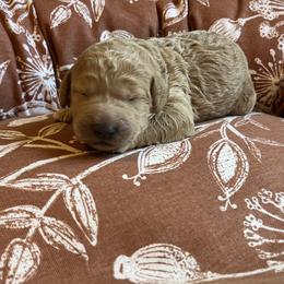 Plum (purple collar) - Apricot female Goldendoodle puppy in Mint Hill, North Carolina from Freshly Minted Goldendoodles