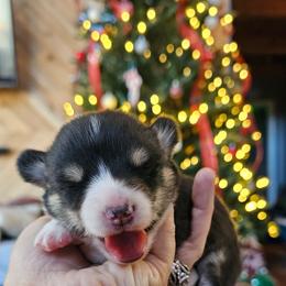 Female 2 - Black and tan female Pembroke Welsh Corgi puppy in Washington from Castle View Royal Rumps