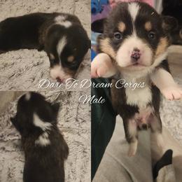 Boy 1 - Black and tan male Pembroke Welsh Corgi puppy in Ridgeville, Indiana from Bonvillian Pups