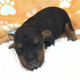 Holli - Black and tan female Welsh Terrier puppy in West Plains, Missouri from Sycamore Ridge Puppies