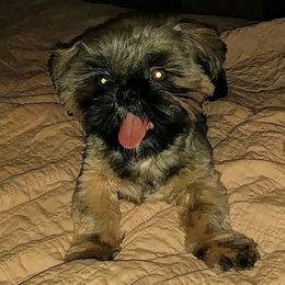 Cutter - Shih Tzu