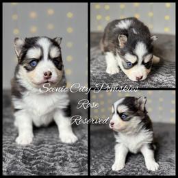 Rose - Black and white female Pomsky puppy in Rossville, Georgia from Scenic City Pomskies