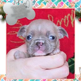 Girl 1 - Demelza - Fawn and white female French Bulldog puppy in Elberton, Georgia from Ioney's Southern Paws Shelties, Frenchies, and Yorkies