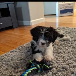 Aussiedoodle Puppies from Ramirez Family Doodles