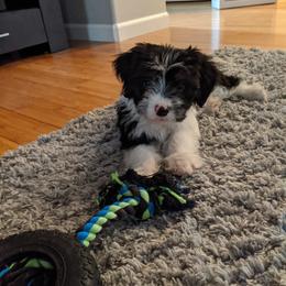 Aussiedoodle Puppies from Ramirez Family Doodles