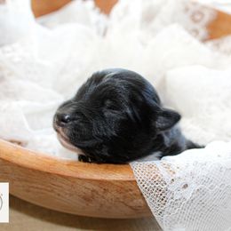 Miniature Australian Shepherd Puppies from Yarborough Kennels