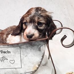 Dachshunds from BenderDachs