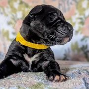 Molosser (Bully x) Puppies from Riot River Mastiffs