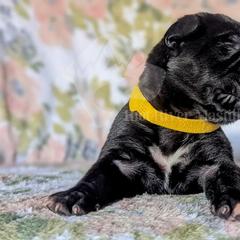 Molosser (Bully x) Puppies from Riot River Mastiffs