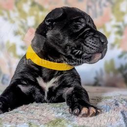 Molosser (Bully x) Puppies from Riot River Mastiffs