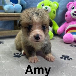 Amy - Sable female Pembroke Welsh Corgi puppy in Apison, Tennessee from Ashmore Corgis