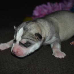 Girl 1 - Gray and white female Siberian Husky puppy in Northview, Michigan from Xk siberians