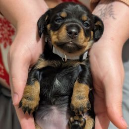 Girl born 2nd - Black and tan female Dachshund puppy in Bunnell, Florida from Briana's Dachshunds