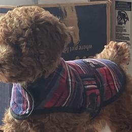 Goldendoodles and Wirehaired Pointing Griffons from Ole Poor Farm